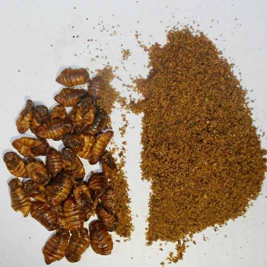 蚕蛹粉 鱼饲料蚕蛹粉 蚕蛹氨基酸饲料 鱼饵添加剂 宠物美毛 500克