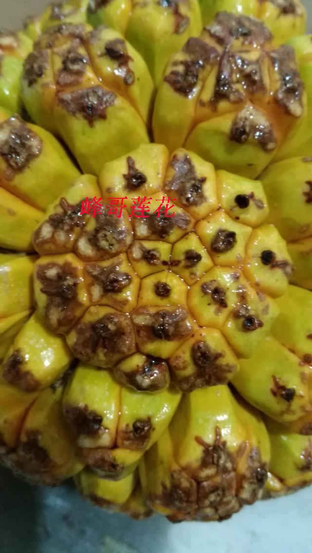 滴血莲花原籽鲜整果菩提子海南山野菠萝原籽保红手串原料露兜树子