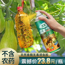 Drosophila sticky seducer home group flies needles bees melons fruit fly attractants physical insecticidal artifact