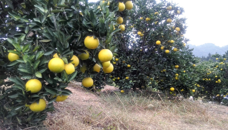 正宗常山胡柚水果新鲜农家葡萄柚西柚 10斤装沙田柚香记包邮批发