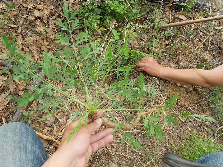 中药材 防风 内蒙古特级 野生防风 北西防风新货防风粉500克新货