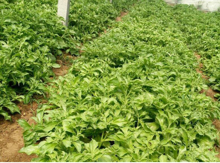 冰草種子冰菜種子非洲冰草新鮮蔬菜種子水果冰草種籽冰菜種孑四季