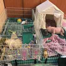 TSPP (Chinese and Western cage matching urine pad package)Guinea pig mother-in-law stair set mat