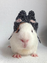 TSPP (Lucky Bag No 1-22) Guinea Pig Mother-in-law