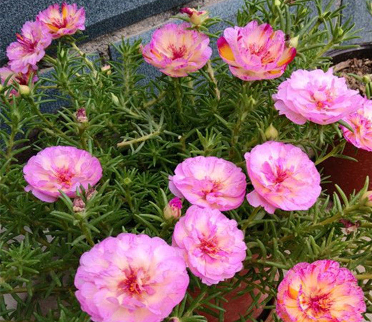 这种耐旱花值得一养给点阳光就疯长