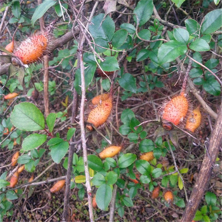 野生金樱根 新鲜现挖金樱子根金樱蔃脱骨丹新鲜中药材500克_双氙车灯