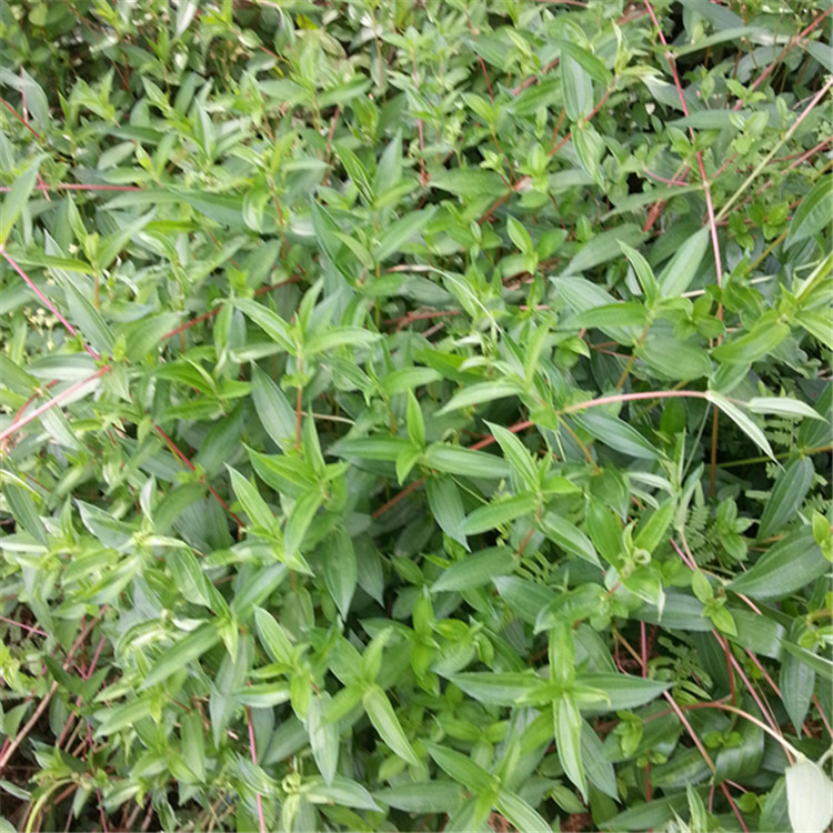 野生糯米藤 新鲜雾水葛根全枝叶 咄脓膏头糯米藤脓见消全草500g_7折