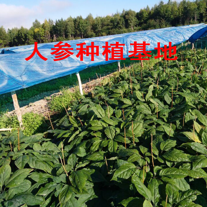 长白山人参 保鲜参 新鲜人参野山参煲汤泡酒6年根白参保鲜参包邮