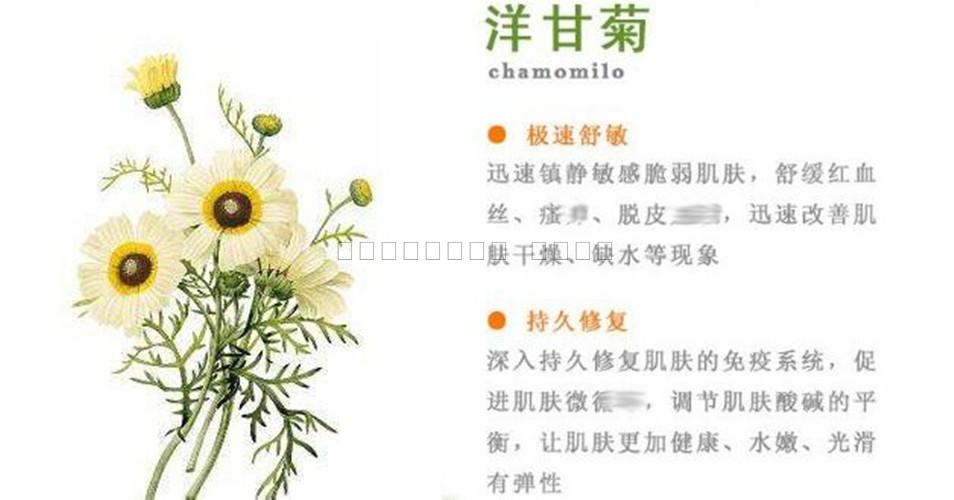 包邮院装洋甘菊纯露护肤系列镇定舒敏去角质凝胶柔肤水按摩膏面霜