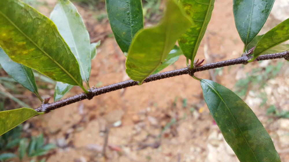 【满50元包邮】羊角拗,羊角扭,羊角藤,大羊角扭蔃 新鲜 500g