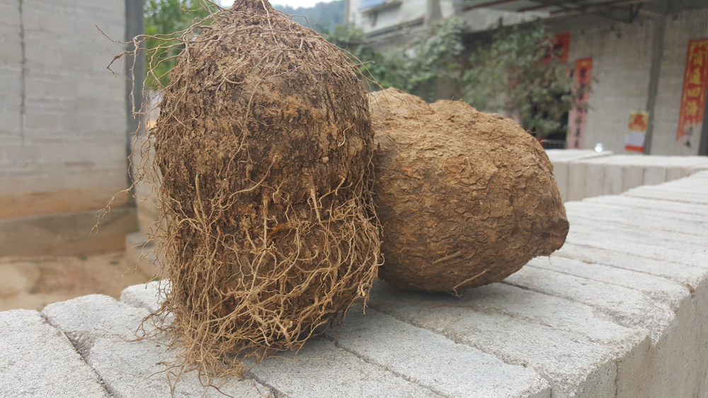 【满50元包邮】薯莨 薯良 朱砂莲 红药子 鸡血莲 三七莲 红孩儿