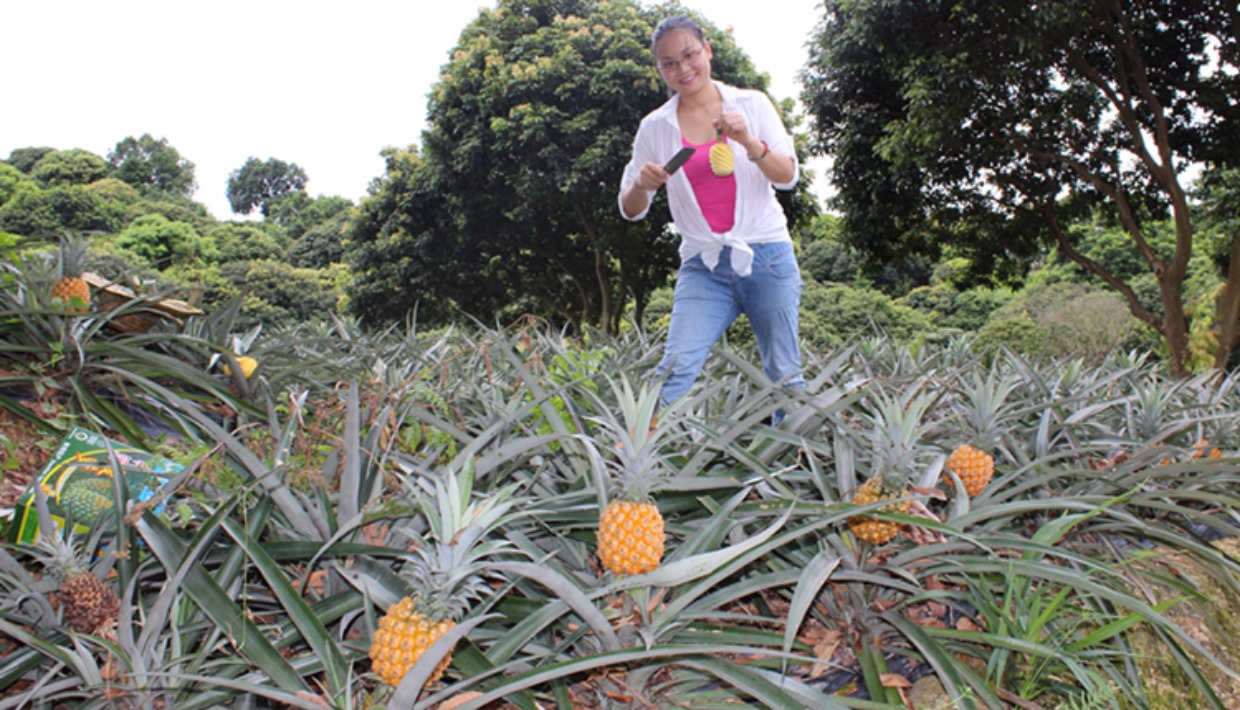 推荐当季正宗中山神湾5斤纯甜送刀菠萝