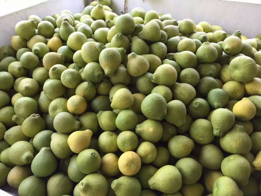 20斤正宗南康甜柚赣南斋婆柚江西特产时令水果柚子新鲜喵生鲜