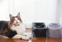 CQueen Myri Star Bowl Bowl of Puppy Bowl of Cats and Dogs Eat and Drink of Drink