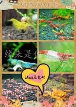 Ornamental rice shrimp shrimp crab algae shrimp beautiful ornamental shrimp extremely hot glazed yellow rice Crystal 1