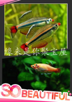 Redtail yellow red tail fish beautiful small fish can withstand low temperature (above 10 degrees)