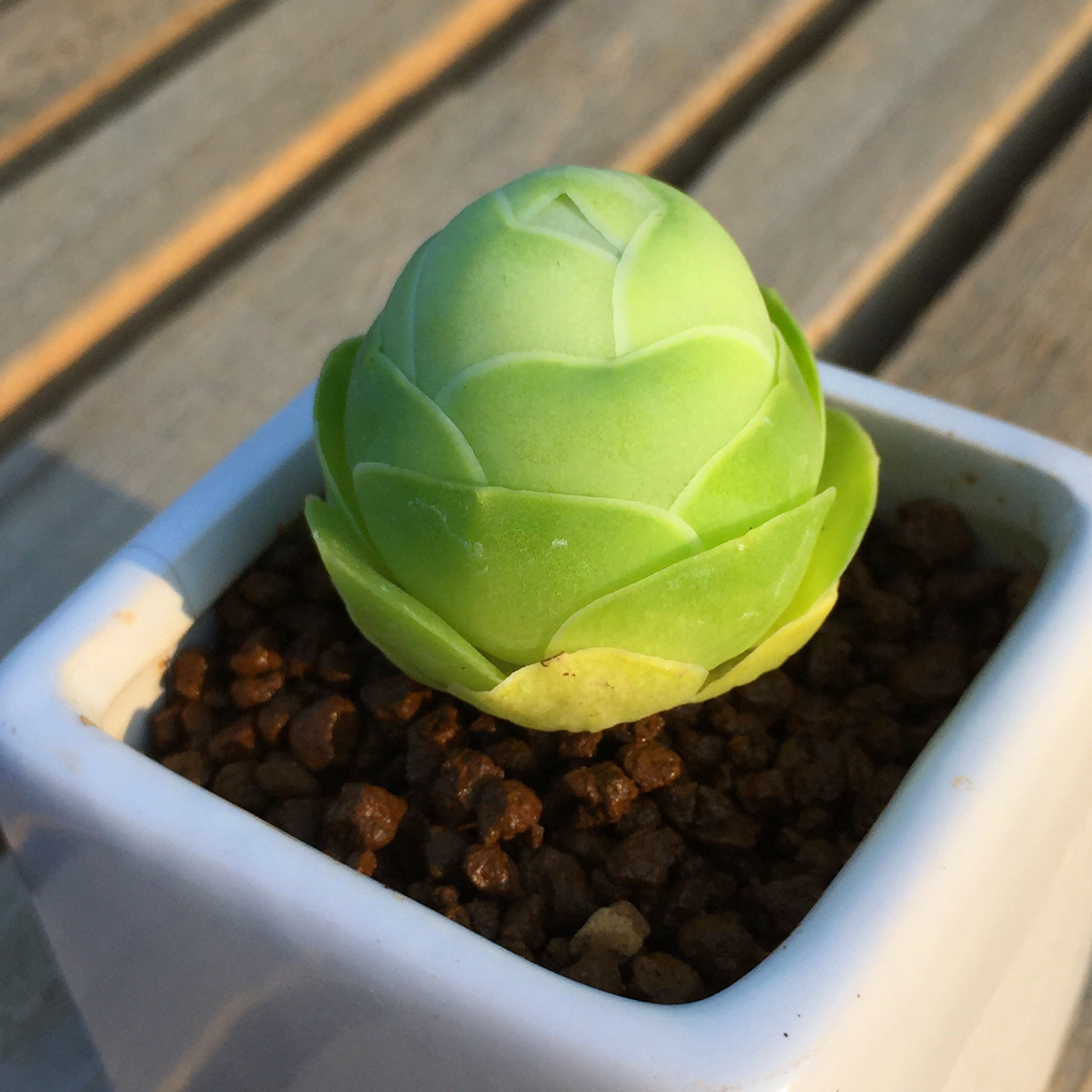 根据地多肉 山地玫瑰多肉植物黄金群生山地玫瑰绿植花卉鸡蛋山地