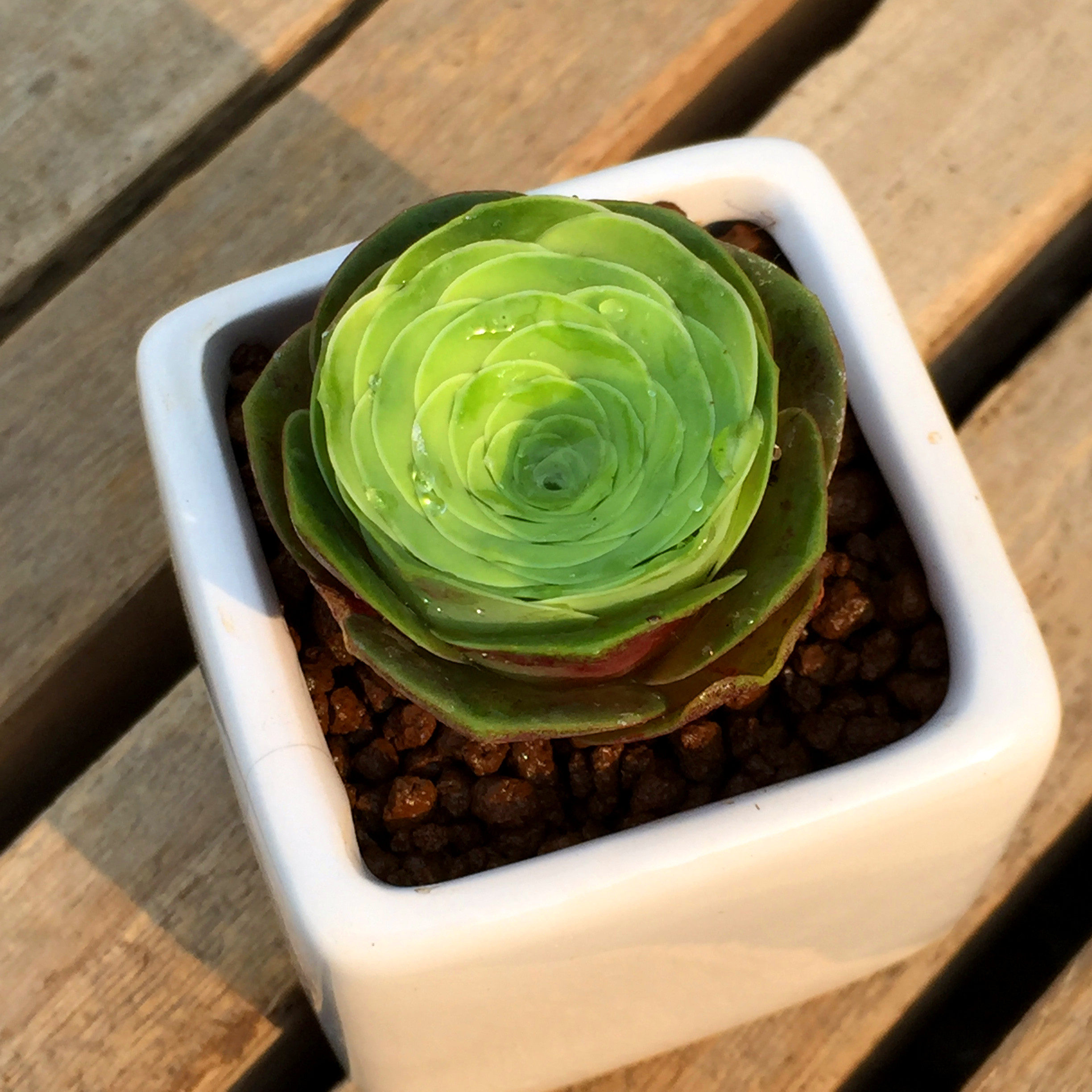 根据地多肉 大型山地玫瑰 盖瑞米尔 实生苗有根 西班牙原产地