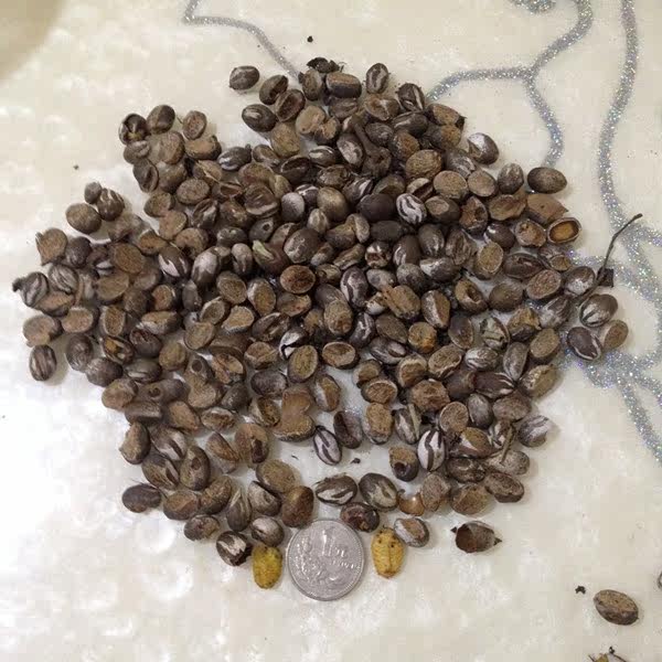 画眉鸟食现摘野生洋辣子蛋杨拉罐壮膘刺蛾一份250克1斤包邮