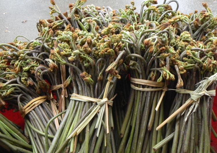 新鲜蕨菜 撅菜阙菜现摘现发湖南农家蔬菜野菜野生厥菜5斤包邮