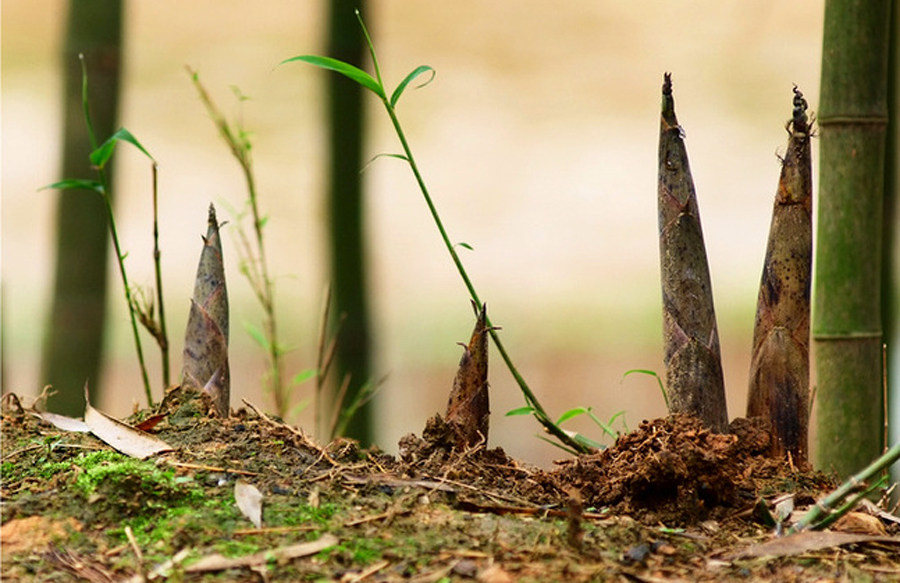惊蛰养生农家最鲜之春笋
