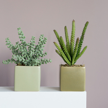 ladylike mini fleshy potted plant simulation flower ornaments green plant Nordic indoor ceramic flower pot living room