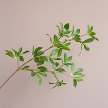 ladylike horse drunken wood loose tail sunflower simulation plant desktop green plant wall decoration fake flower photo props