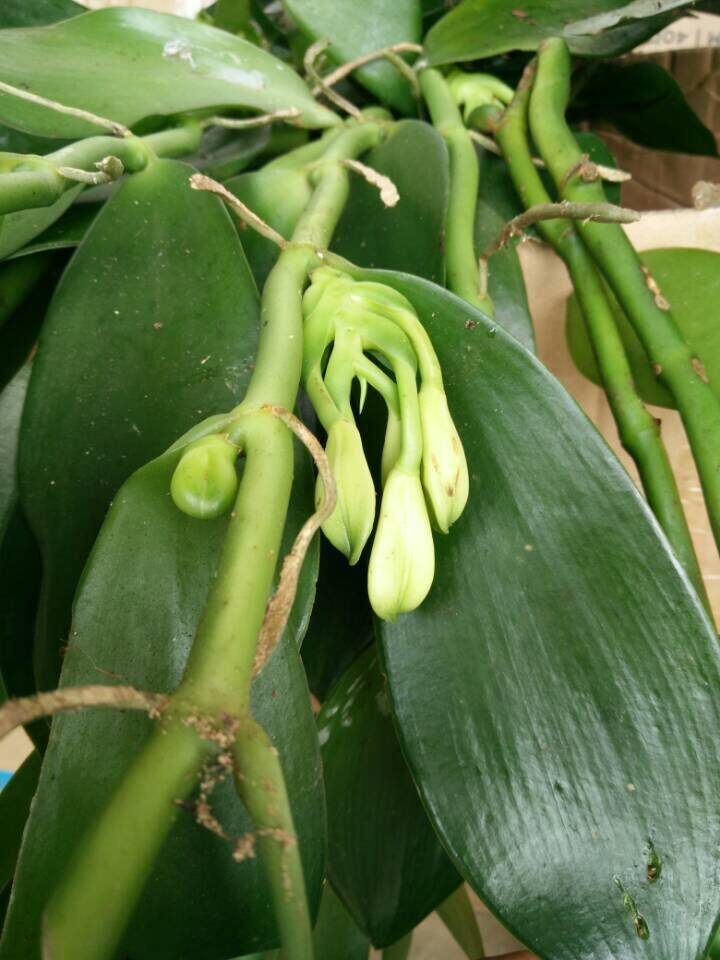 大花香荚兰 植物 苗 vanilla fragrans 园艺品 种植 盆栽 香草