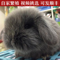 Coeared Rabbit Angola Cat Cat Rabbit Long Hair Rabbit Imported Mini Dwarf Rabbit Living Pet Dodge Lion Rabbit