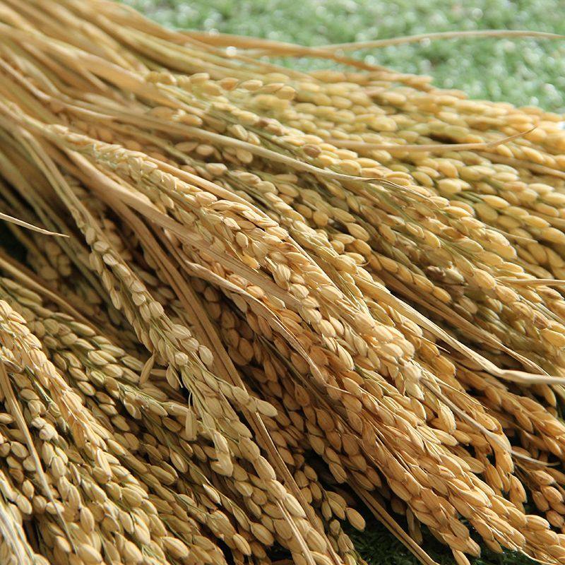 麦穗干花小麦子装饰多色可选假麦穗干花麦穗装