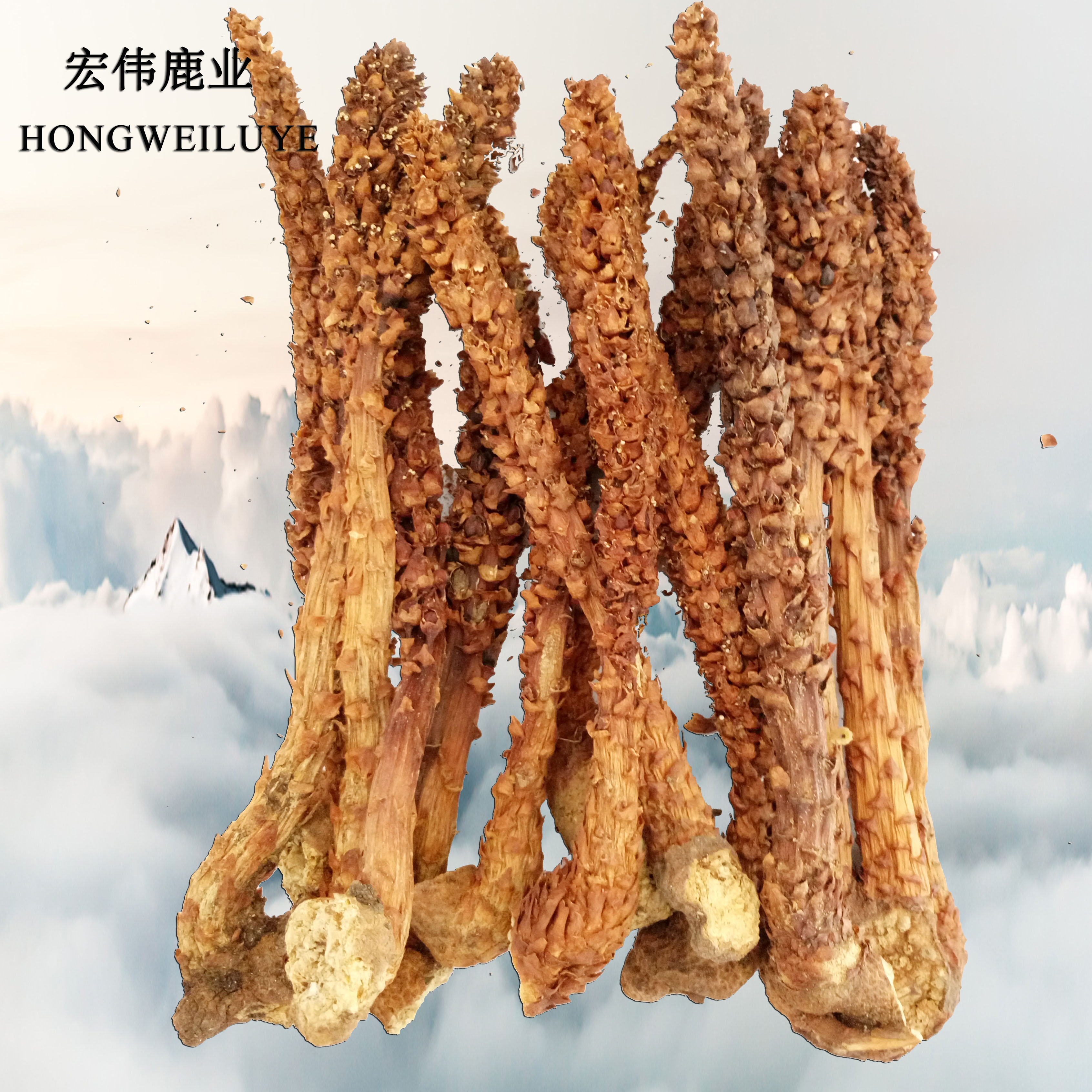 长白山不老草东北特产草苁蓉5元一根野生不老草泡酒料10根包邮