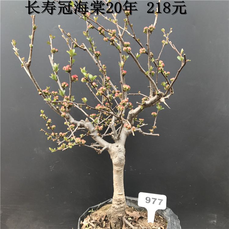 实物长寿冠海棠盆景花苞重瓣红花海棠盆栽耐寒四季开花带树桩