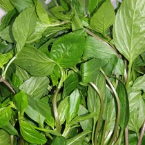 Hung Cho fresh nine-story tower Basil gold does not change fragrant side vegetables leafy vegetables