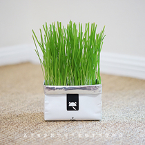 New york Uncarded vetreska Planting Cat Grass Paper Bag Set Soilless Environmental Protection