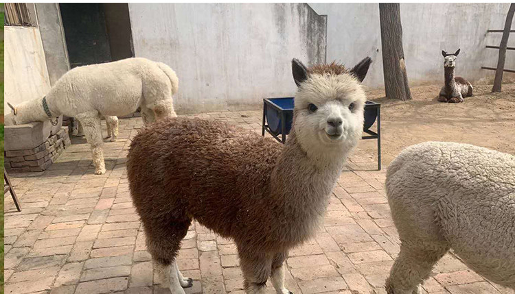 迷你活体宠物神兽羊驼