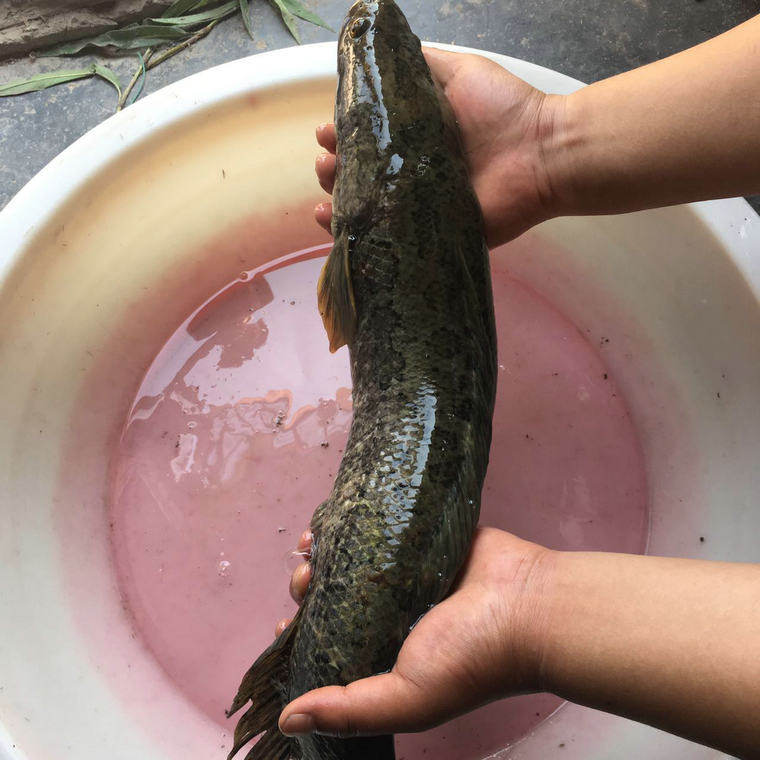 苏北野河捕捞 野生黑鱼活体 鲜活大黑鱼现杀 正宗乌鱼 原生态鱼