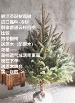 Christmas tree real tree Nobeson alternative potted desktop courtyard hotel mall Christmas gift gift decoration