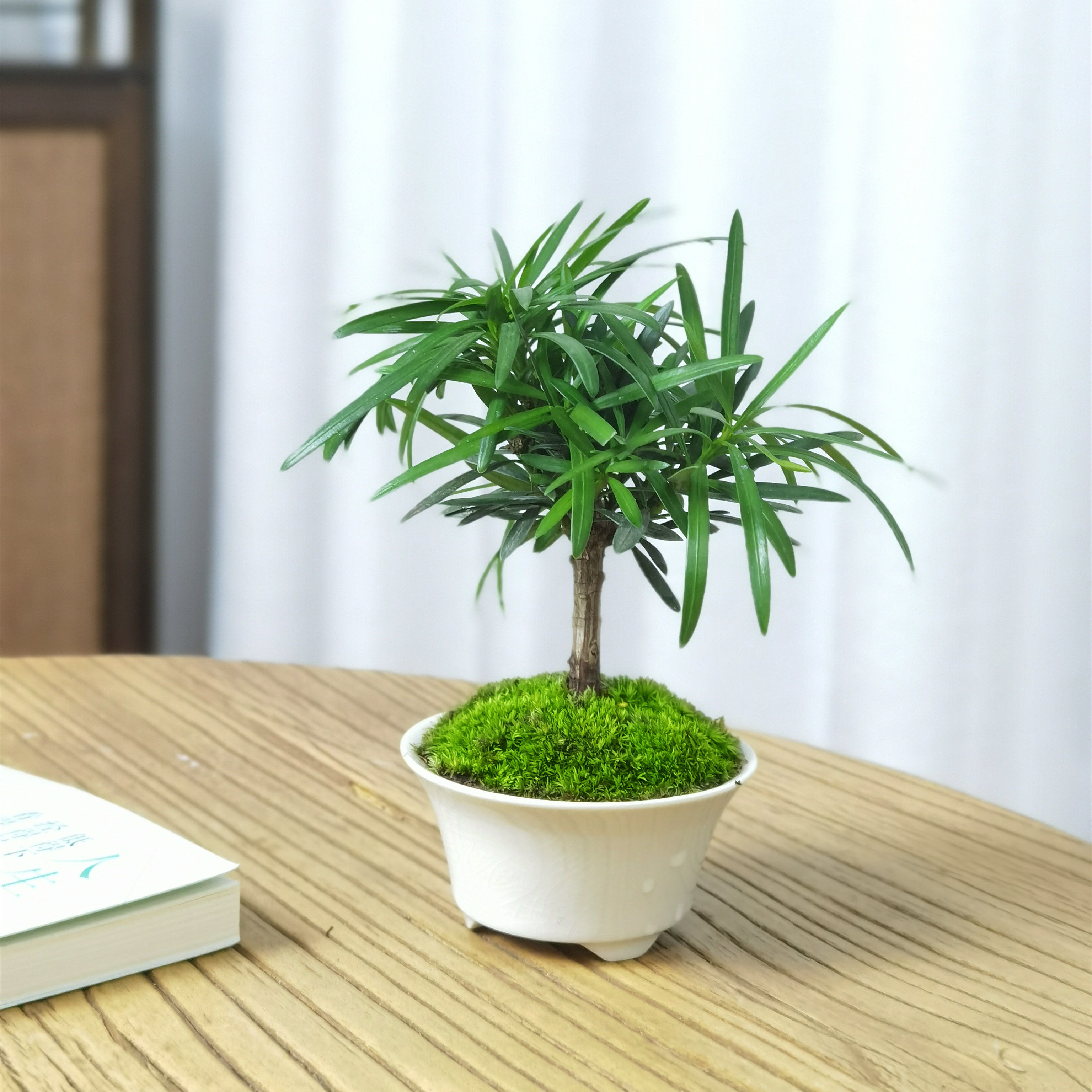 老桩迷你海岛罗汉松办公室桌面耐阴好养网红小清新小盆栽礼品植物