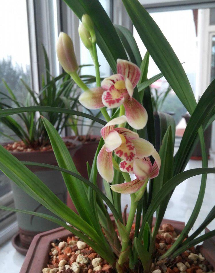 兰花盆栽 建兰汇翠粉荷 夏带花苞花卉盆栽室内花四季兰浓香型包邮_双