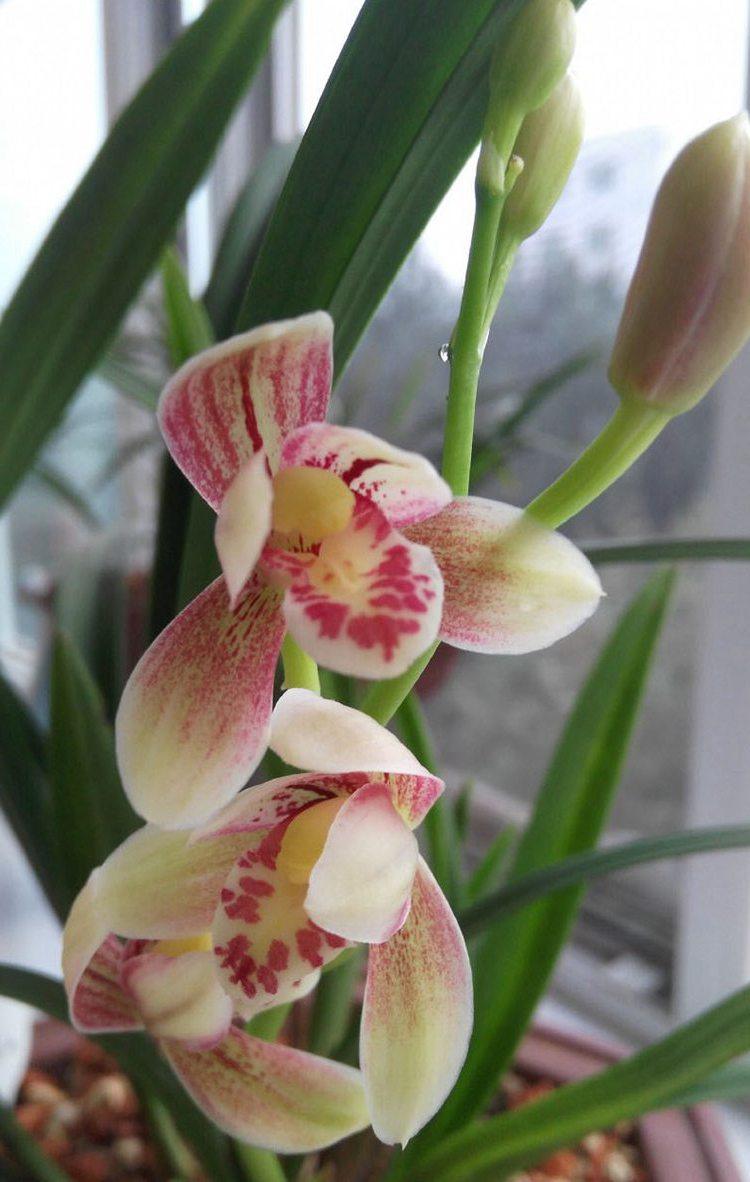 兰花盆栽 建兰汇翠粉荷 夏带花苞花卉盆栽室内花四季兰浓香型包邮_双