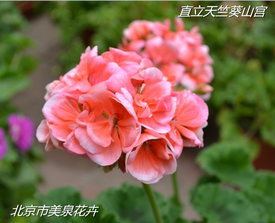 进口天竺葵山宫直立品种大山宫勤花四季花卉盆栽花美观花带花带苞