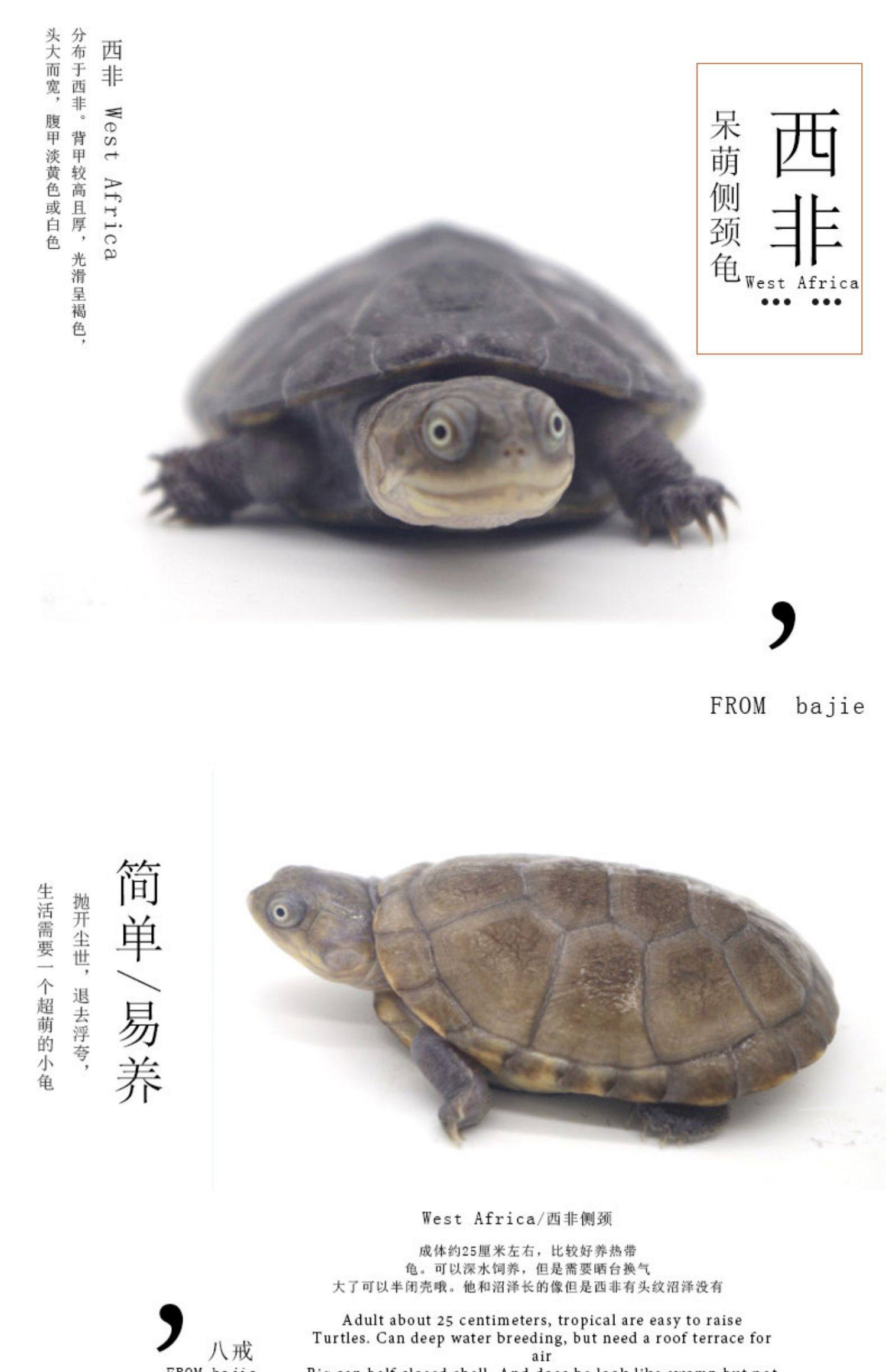 八戒姐姐外塘人工养殖观赏西非侧颈龟活体西非龟深水龟蛋龟长颈龟