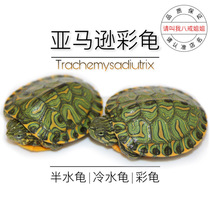 Eight ring Sister Amazon Colorful Tortoise Tortoise Giant River Donuts Sweet and South American Colorful Turtle Deep Water Turtle to Watch Turtle