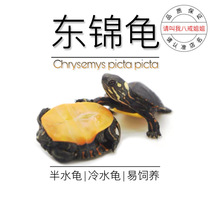 Eight Ring Sisters No. 2 Shop Live Things East Kam Turtle Turtle Water Turtle Living Speck Turtle Living Spectator Tortoise Pet Turtle Shallow Water Turtle