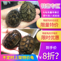 Ex-gratia Zone Shallow Water Turtle Deep Water Tortoise Turtle Disability Composition Blemish Combined Razor Musk Round Australia Red Noodles