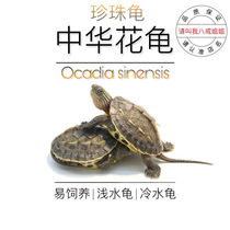Eight Ring Sisters No. 2 Shop The Chinese Flower And Flower Turtle Pearl Tortoise Living Eating the Vegetable Little Turtle Fry Pets Easy To Feed