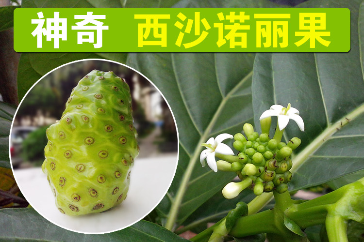热带海南新鲜水果 西沙神奇诺丽果 诺尼果 产地直销 5斤包邮