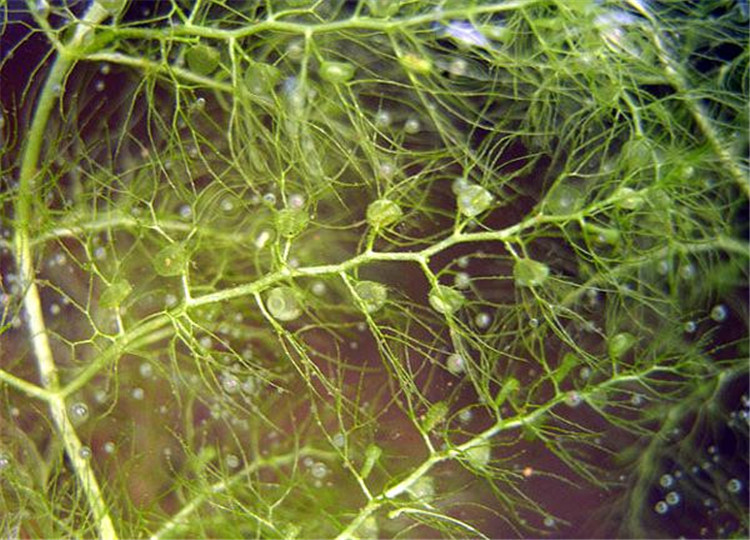 狸藻 浮游沉水性植物 净化水质 基地直销