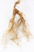 Changbai Mountain fresh ginseng mountain ginseng forest ginseng 16 years old root more than 30 grams natural