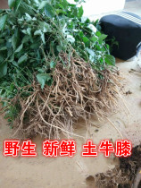 Wild earth cow knee Fresh cow knee inverted buckle grass bone grass sprain stun hit 500 grams of Chinese herbs